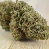 GELATO 46
