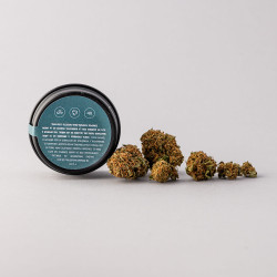 GELATO 46